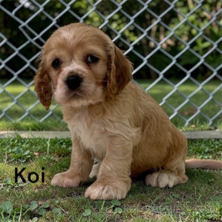 puppy, for, sale, Cocker Spaniel, Joe & Cherri  Overlease, dog, breeder, Miller, MO, dog-breeder, puppy-for-sale, forsale, nearby, find, puppyfind, locator, puppylocator, aca